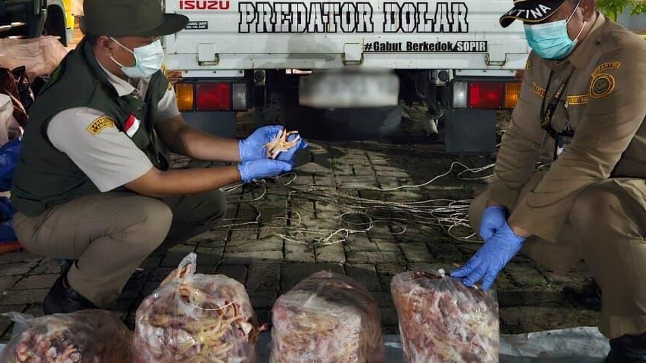 10 Ton Lebih Ceker Ayam Diamankan Balai Karantina Lampung