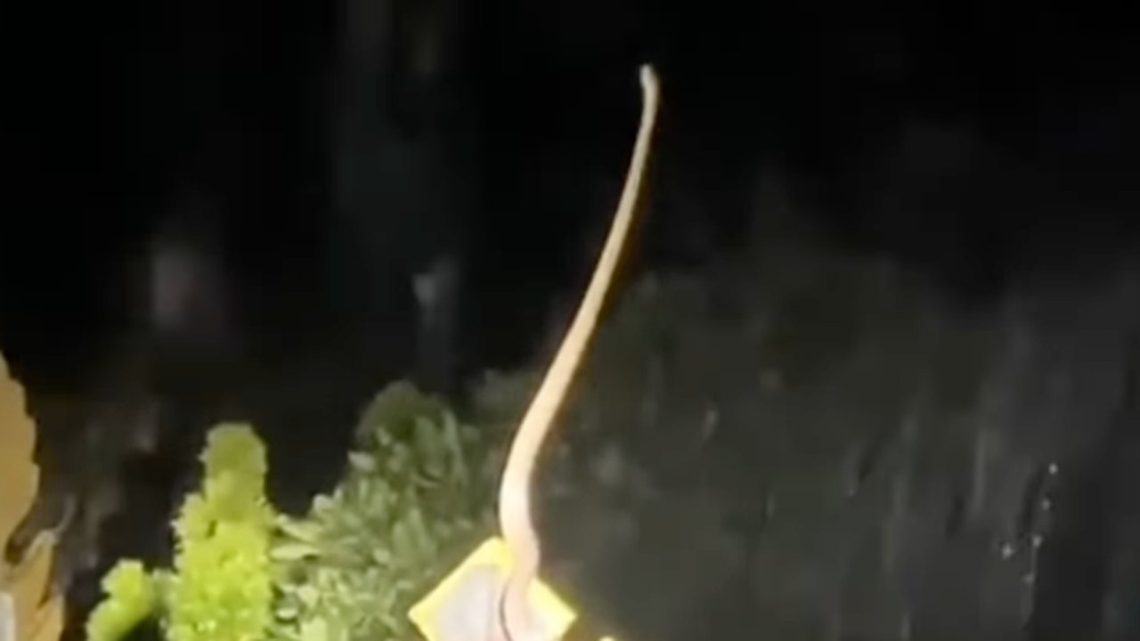 Heboh Penampakan Ular Berdiri Tegak Disebut Netizen Sedang Berdoa Sebelum Banjir Bali