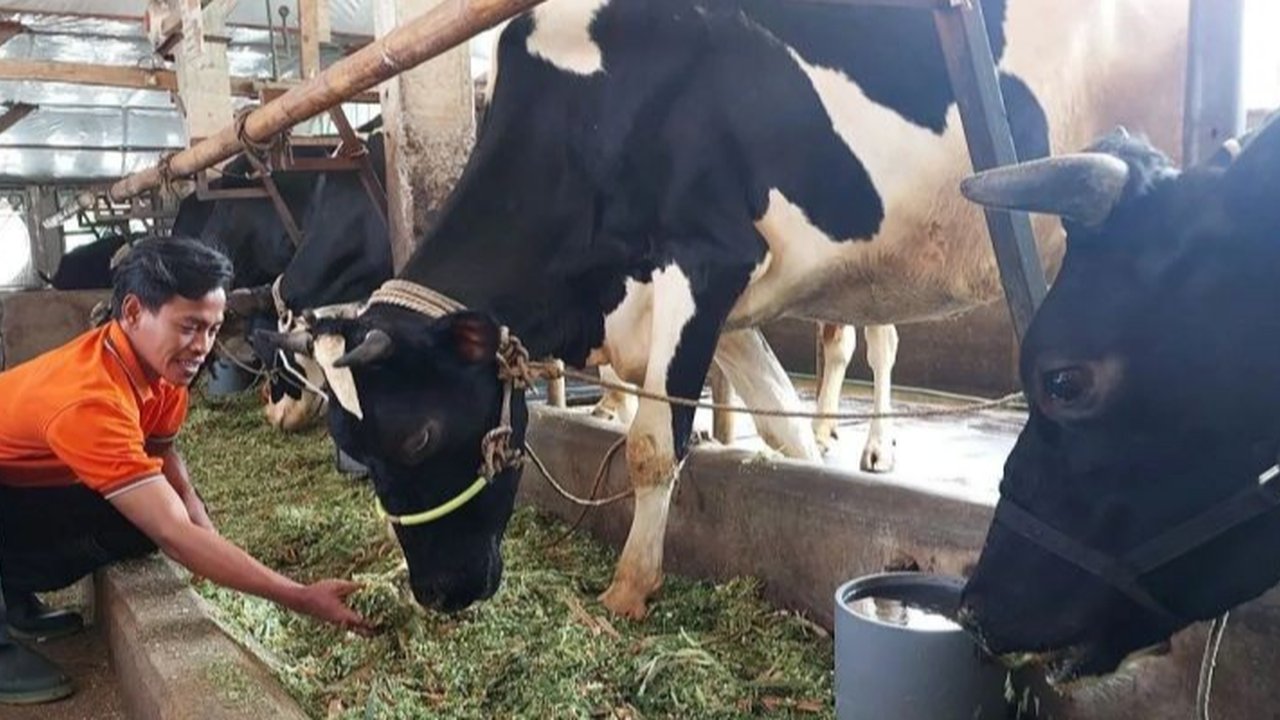 Kementerian Pertanian menggandeng Sulawesi Tengah untuk investasi besar-besaran, menargetkan 240 ribu sapi perah guna memperkuat produksi susu nasional dan mengurangi impor. Simak detail rencana ambisius ini!