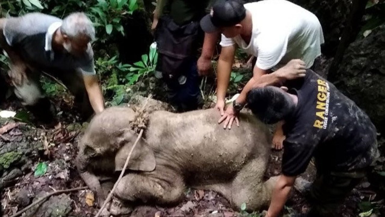 Misteri Kematian Anak Gajah di Taman Nasional Tesso Nilo Akibat Virus EEHV, Belum Ada Vaksin Mencegah