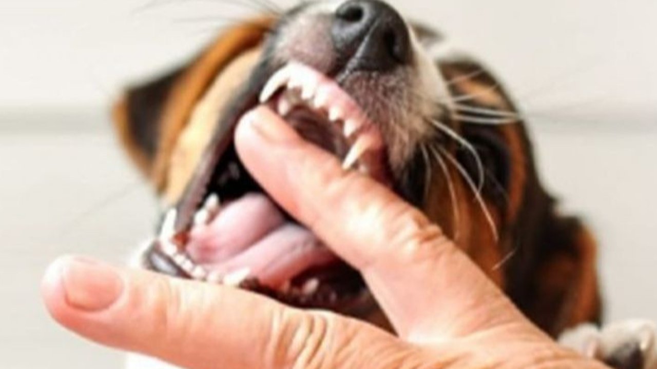 Ketahui Cara 15 Menit Pertolongan Pertama Akibat Digigit Hewan Rabies