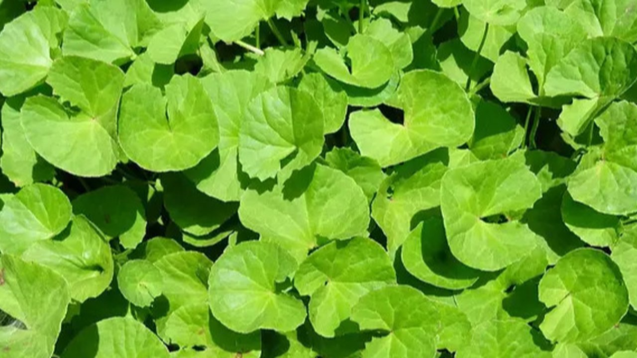 Ilustrasi daun pegagan (Photo by Beverly Buckley on Pixabay)