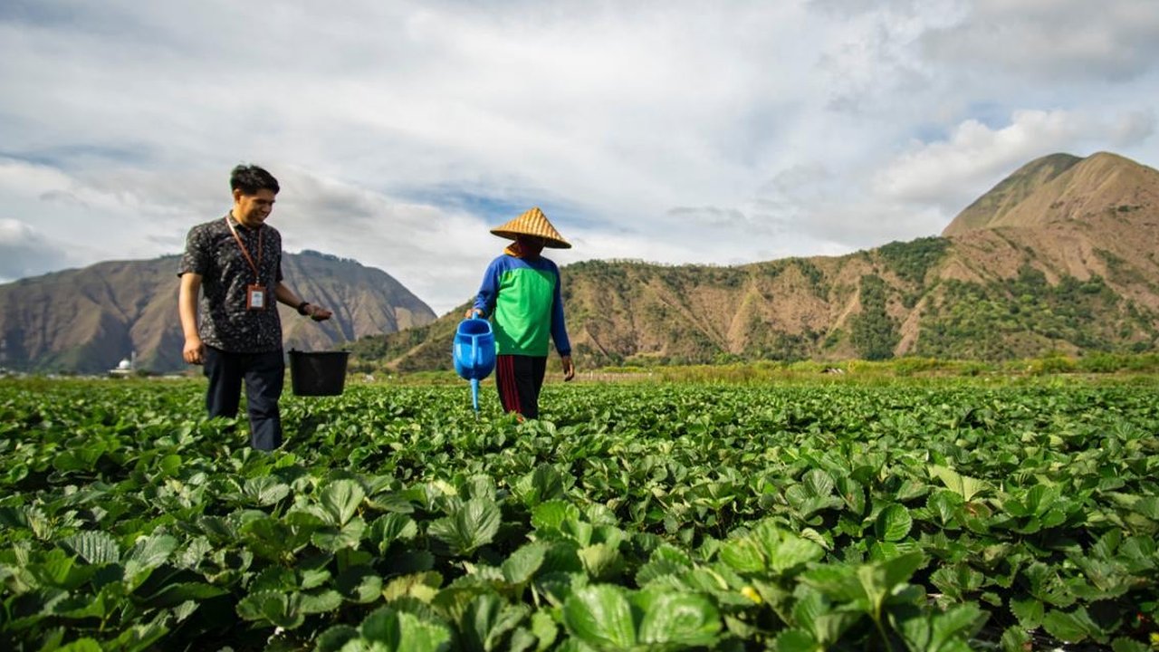 BRI berikan dukungan pemberdayaan dan perluasan keuangan untuk petani.
