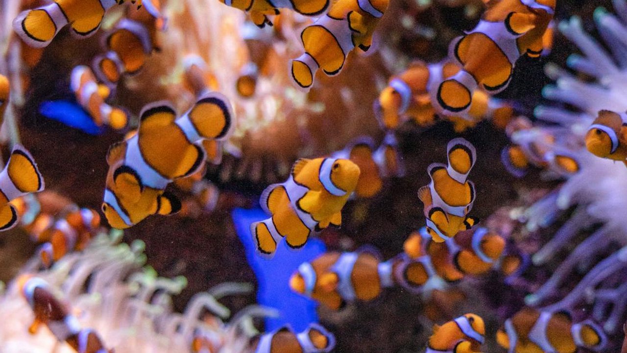 Ilustrasi Ikan Badut