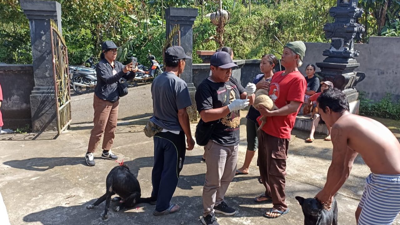 9 Pendaki Digigit, Ratusan Anjing di Batukaru Kena Vaksin Rabies Massal