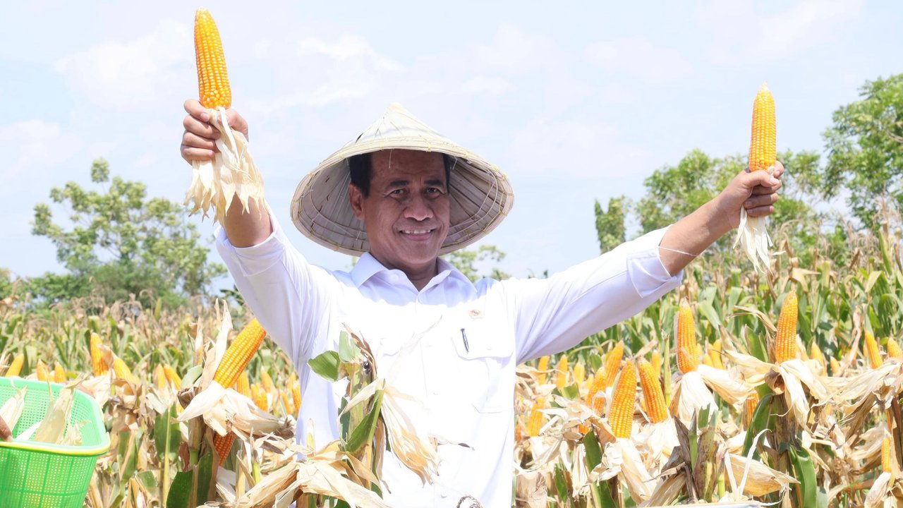 Panen Raya Jagung Serentak Jadi Momentum Percepatan Swasembada Pangan
