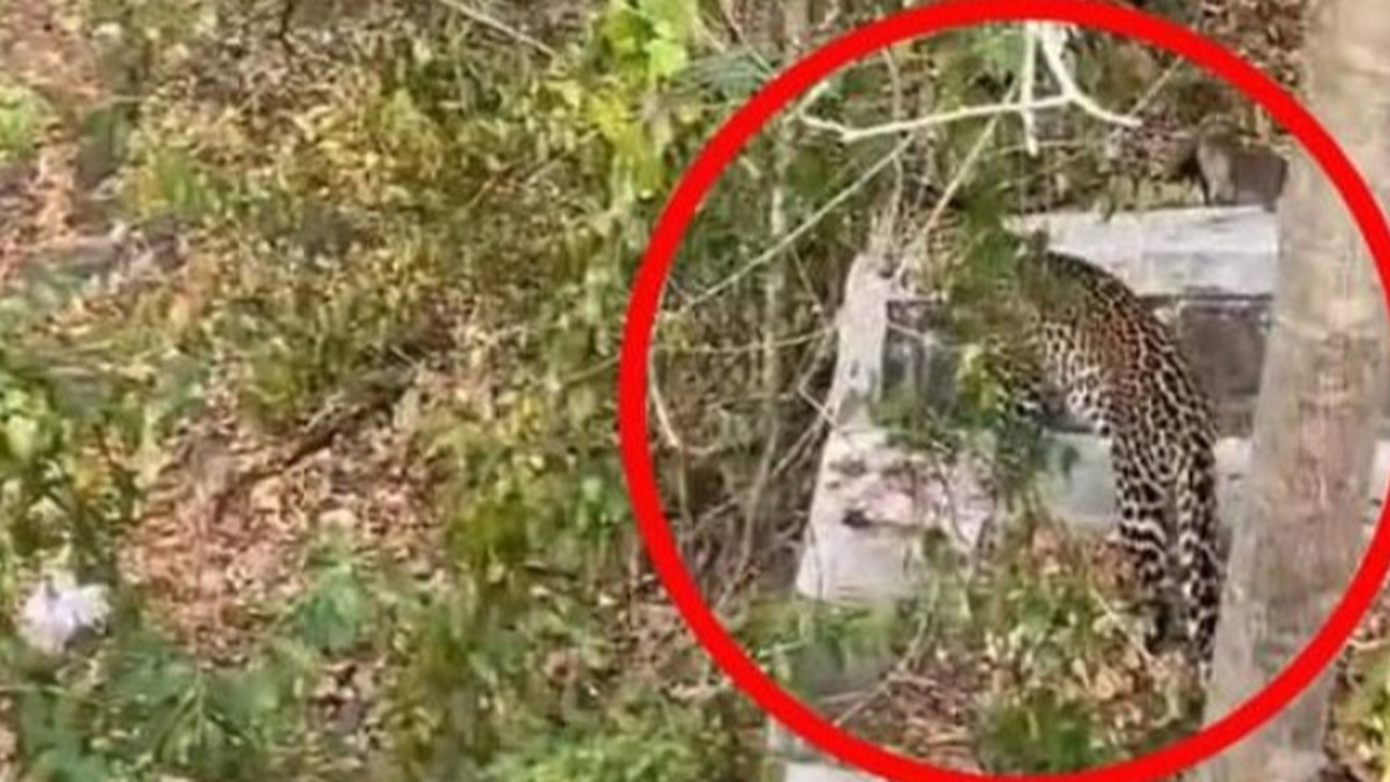 Macan Tutul Kabur dari Lembang Park & Zoo, Terdeteksi ke Tangkuban Parahu