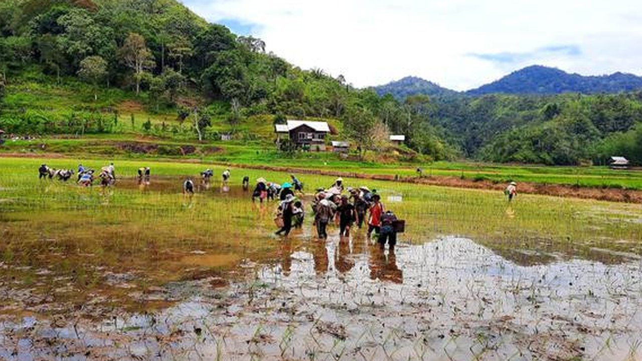 Petani padi di kawasan Krayan, Kabupaten Nunukan