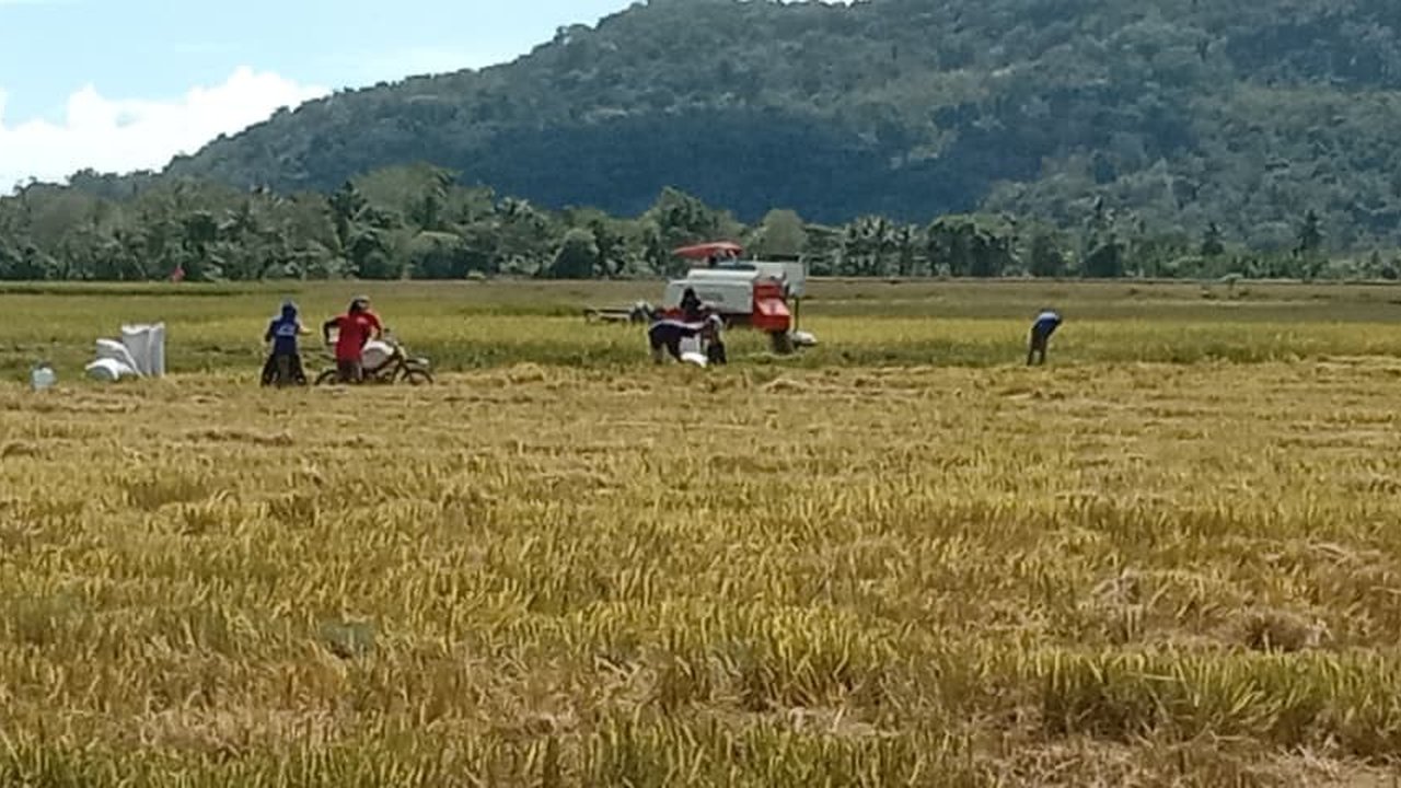 Panen Raya di 10 Propinsi, Pasokan Beras Nasional Sangat Aman dan Terkendali