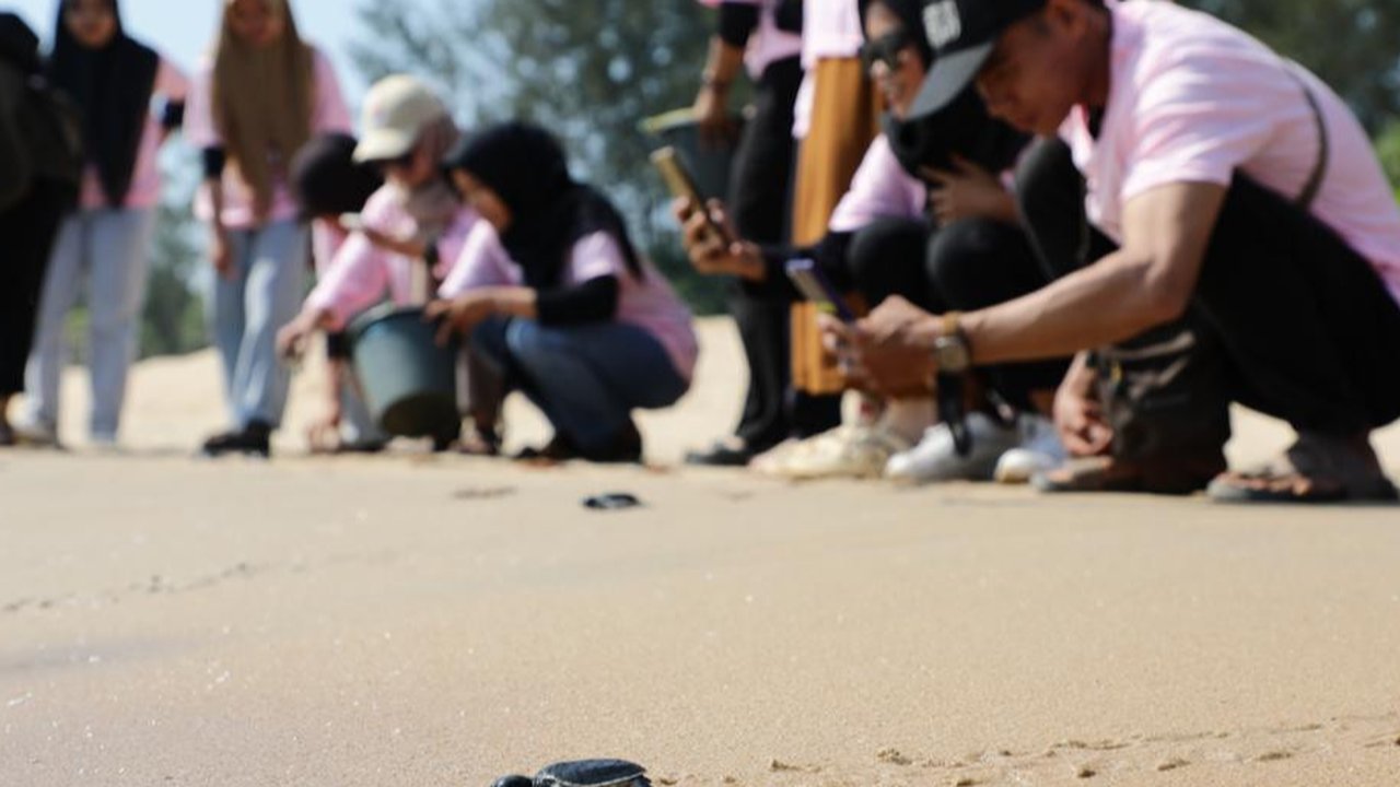 Mengenal Program Eko-Eduwista, Pelestarian Penyu dan Gerakkan Ekonomi Hingga Rp238 Juta per Tahun