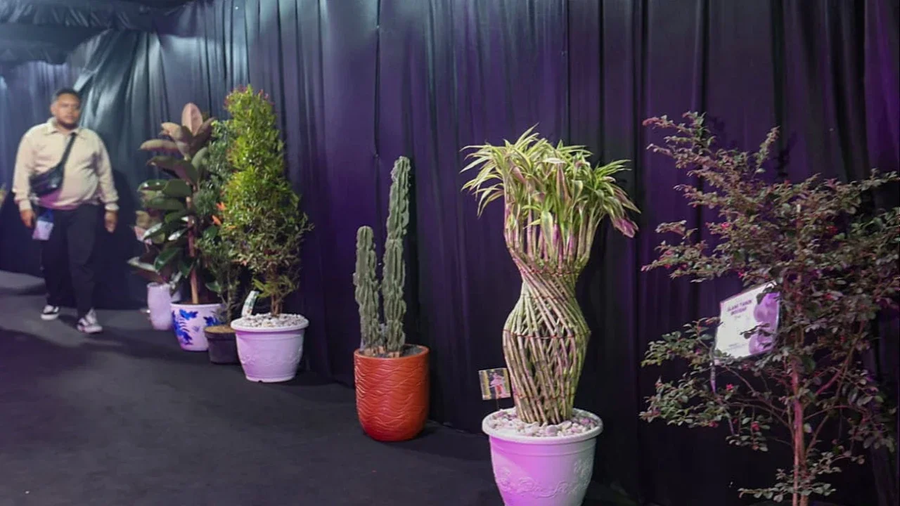 Deretan bibit pohon terlihat memenuhi area perayaan HUT ke-31 Indosiar di Studio 6 Emtek City, Daan Mogot, Jakarta Barat, Minggu (11/01/2026).