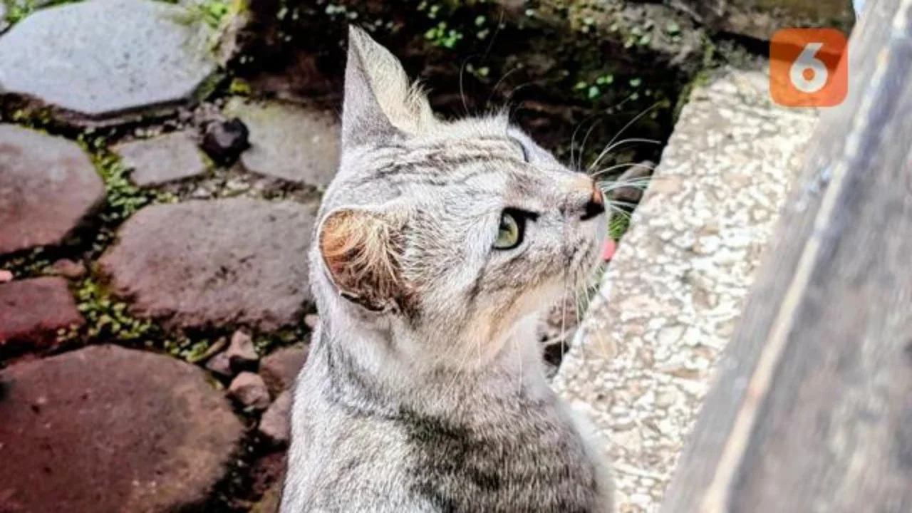 Kucing Dibuang dalam Karung di Kafe Bandung, Manajemen Akui Kelalaian dan Minta Maaf