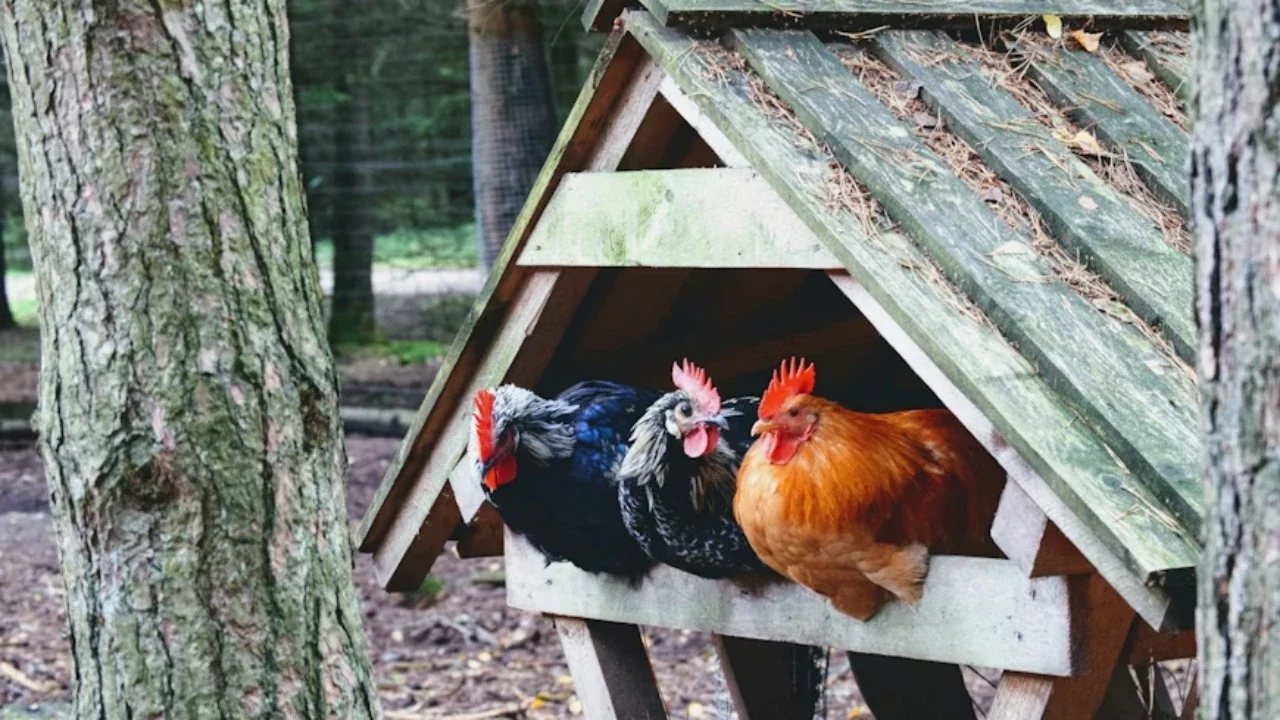 ilustrasi kandang ayam