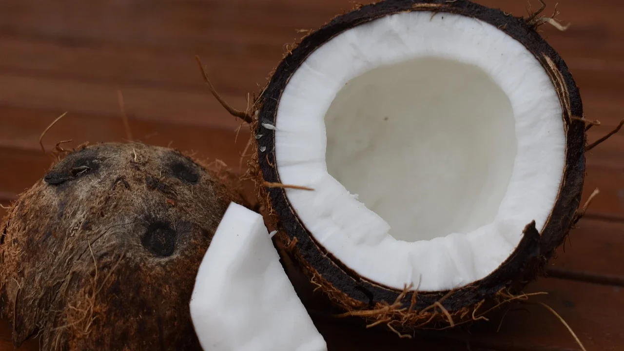 Ilustrasi Kelapa