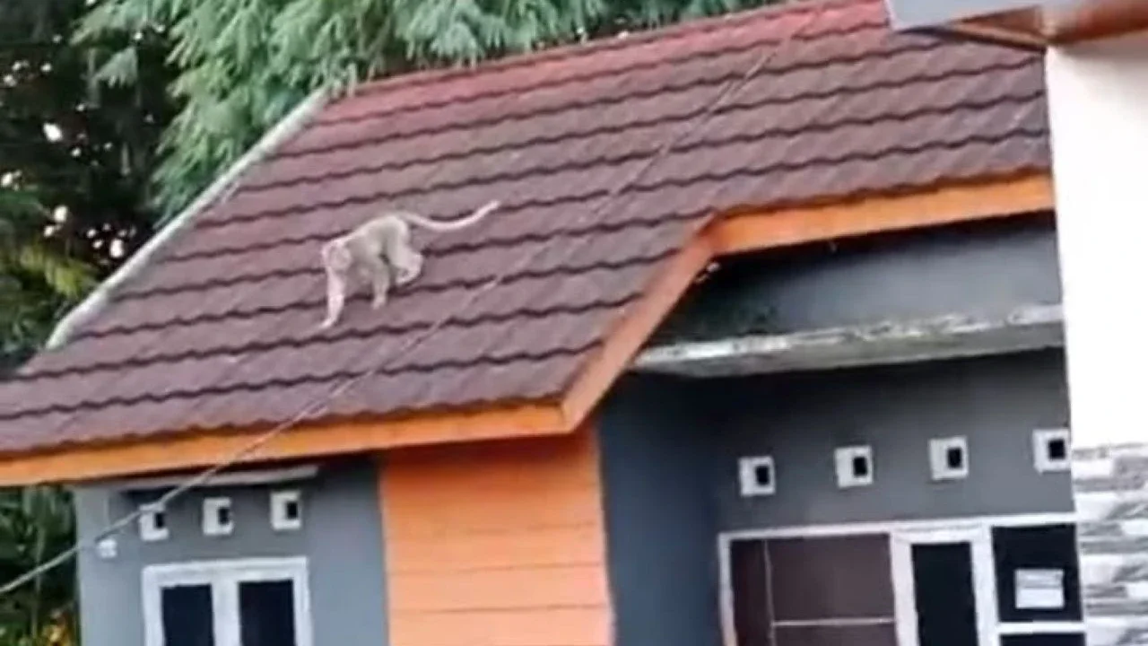 Geger Monyet Ekor Panjang Berkeliaran di Atap Rumah Warga di Semarang