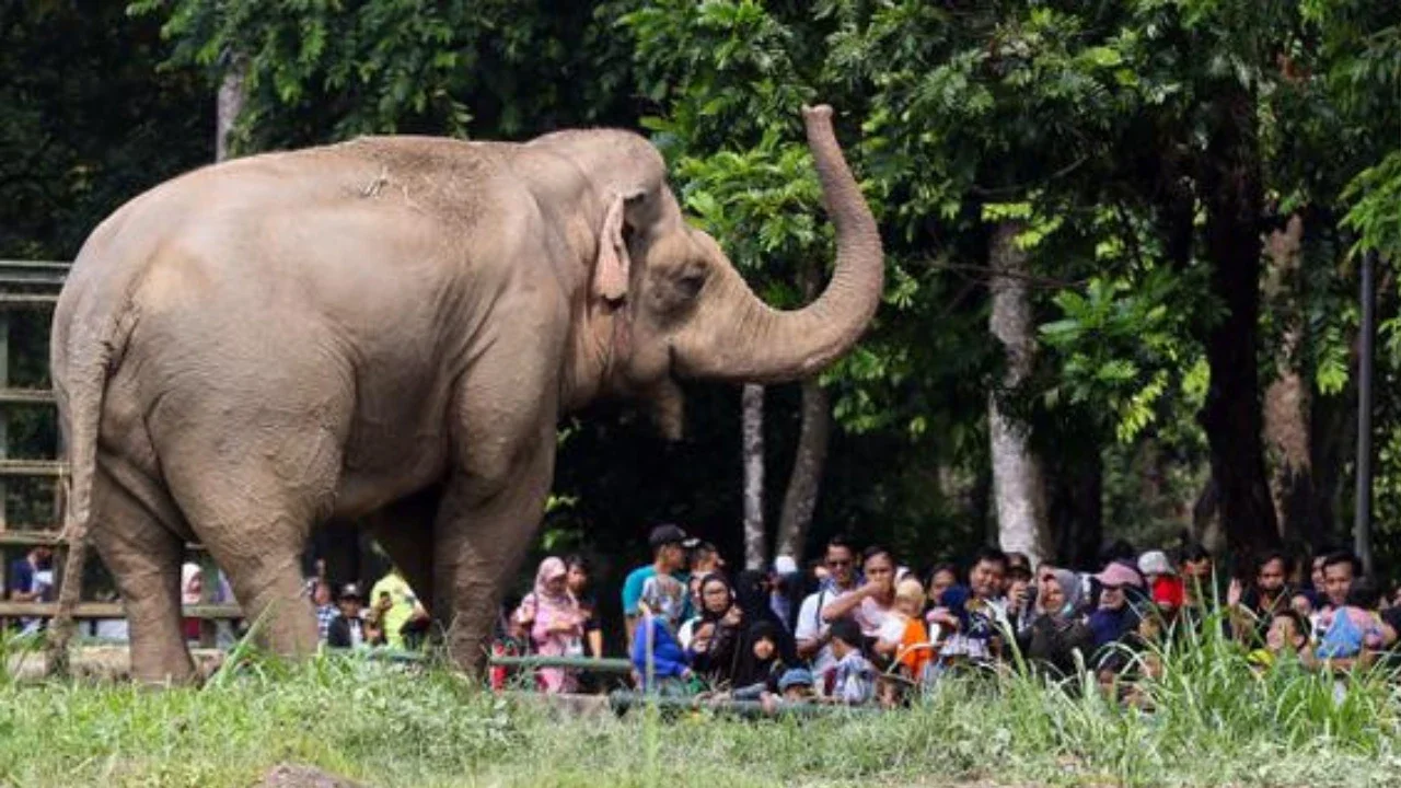 Pengunjung melihat gajah saat berwisata di Taman Margasatwa Ragunan, Jakarta, Senin (25/12/2023). Taman Margasatwa Ragunan menjadi tempat wisata alternatif bagi masyarakat Jakarta-Bogor-Depok