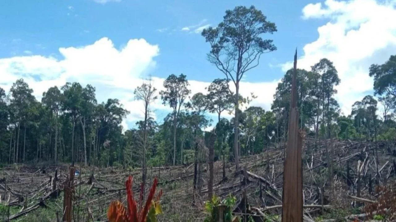 Kementerian Kehutanan (Kemenhut) berhasil melakukan **penertiban Hutan Seblat**, menguasai kembali 7.755 hektare kawasan dan memusnahkan sekitar 16 ribu sawit ilegal di Bengkulu.