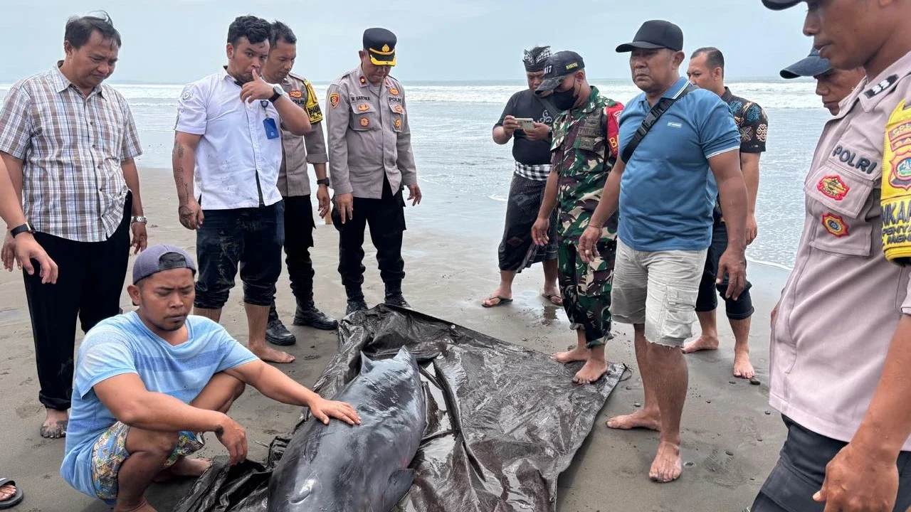 Paus Sperma Kerdil Terdampar di Pantai Tembles, Dievakuasi ke Penangkaran
