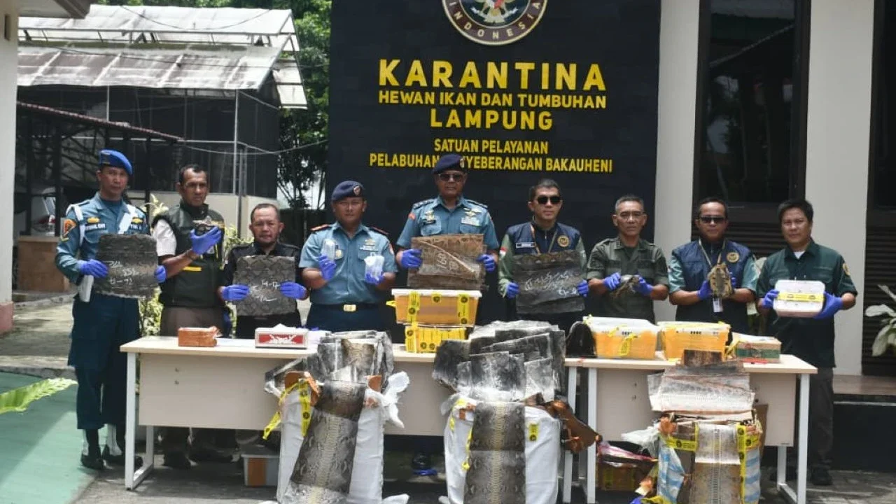 Aksi Prajurit TNI AL Gagalkan Penyelundupan Kulit Ular dan Puluhan Kura-kura