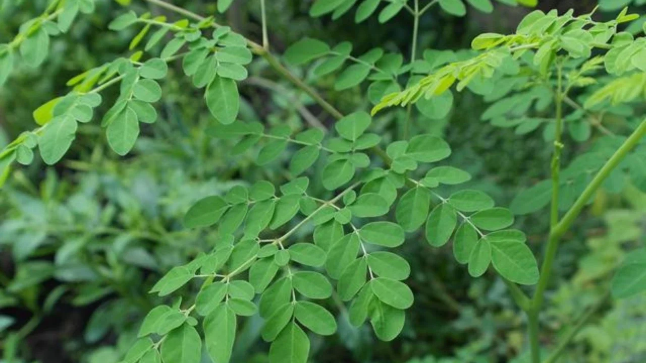 Manfaat Daun Kelor Si Superfood (sumber; gemini.com)