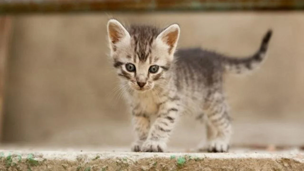 Ilustrasi anak kucing/credit: unsplash.com/Alena