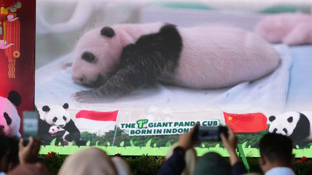 Foto Satrio Wiratama, yang dijuluki 'Rio', anak panda raksasa pertama yang lahir di Indonesia, ditampilkan di layar saat konpers  di Taman Safari Indonesia, Cisarua, Bogor, Selasa (06/01/2026).