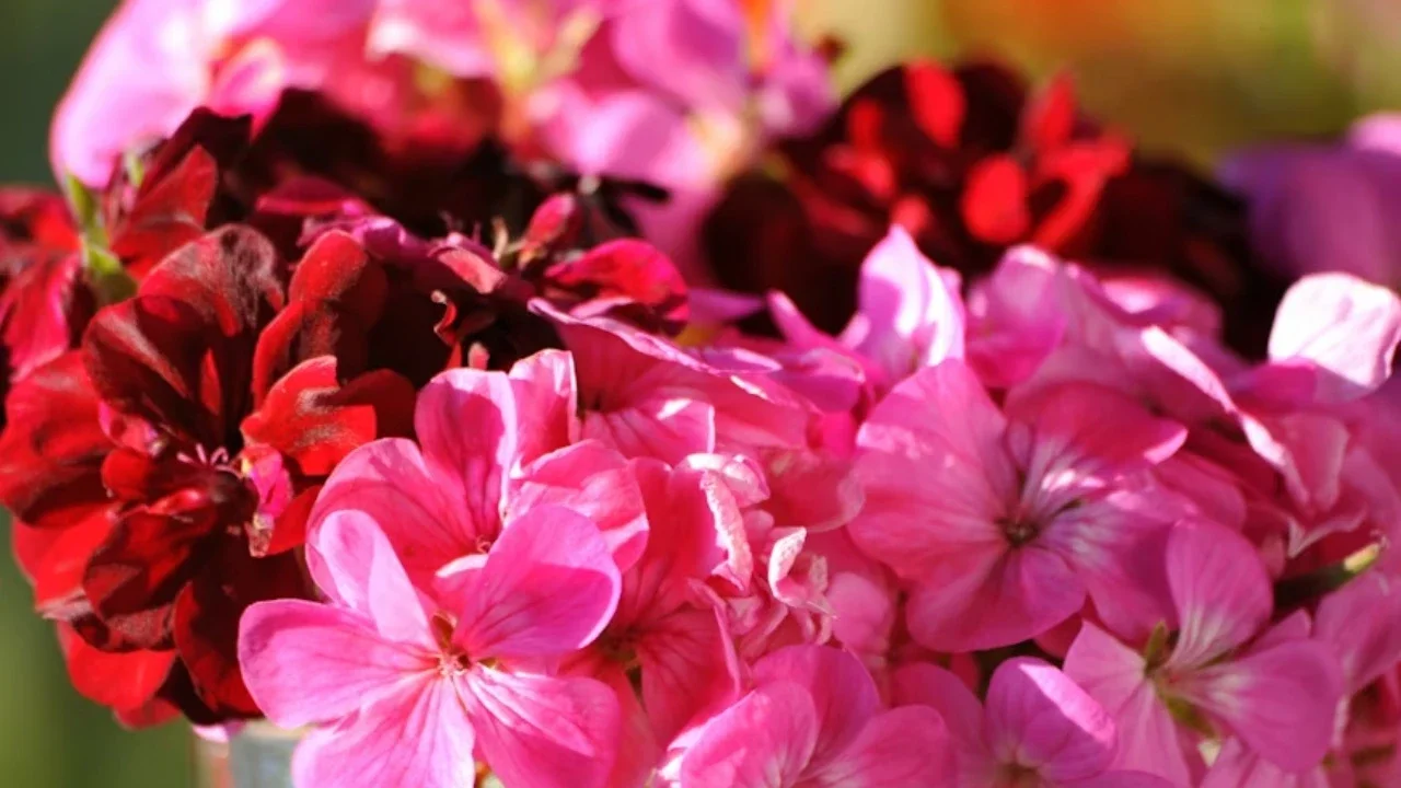 Ilustrasi Bunga Geranium