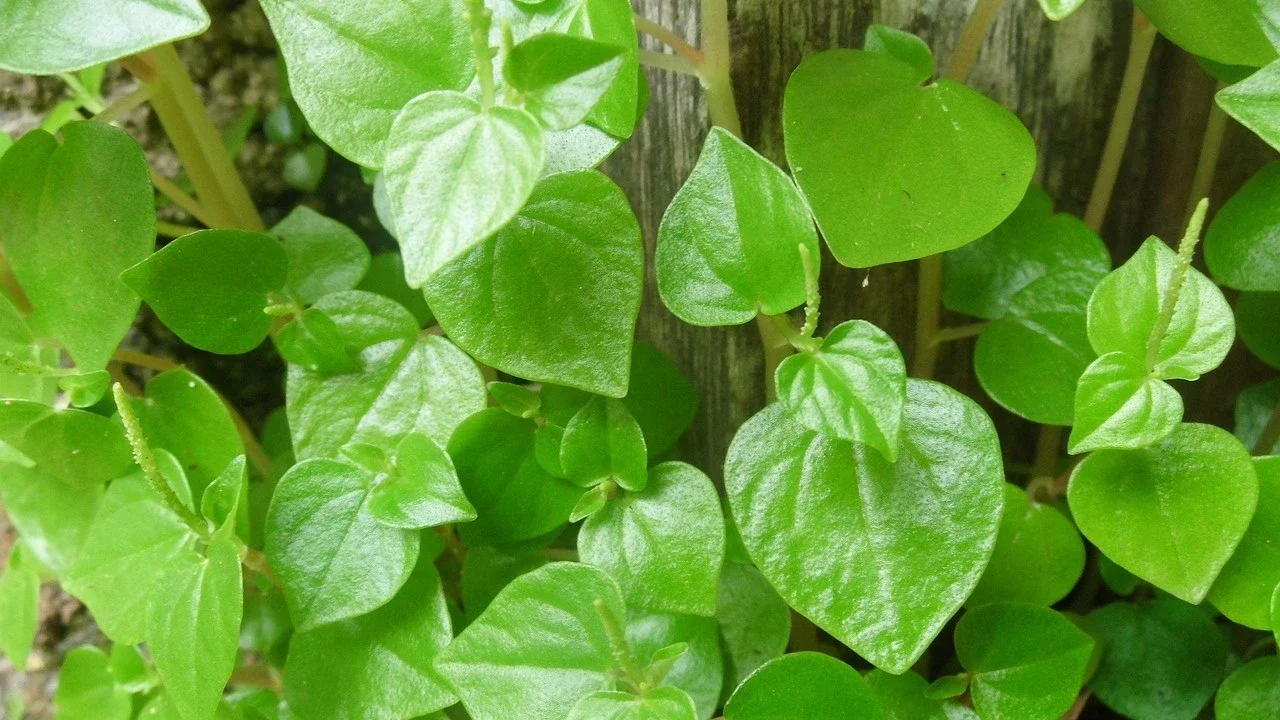 Daun Sirih Cina