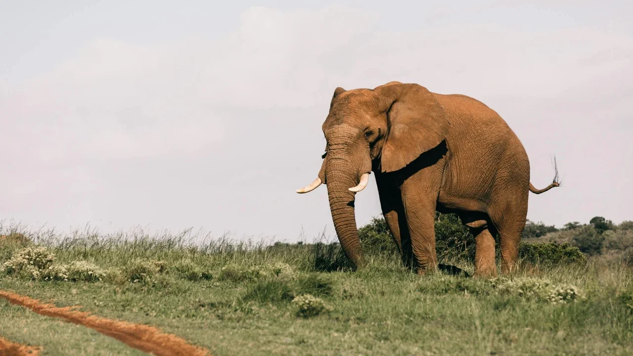 Kisah Gajah Sirkus Mati Digantung Usai Injak Kepala Pawang hingga Remuk (Foto: Pexels/Rachel Claire)