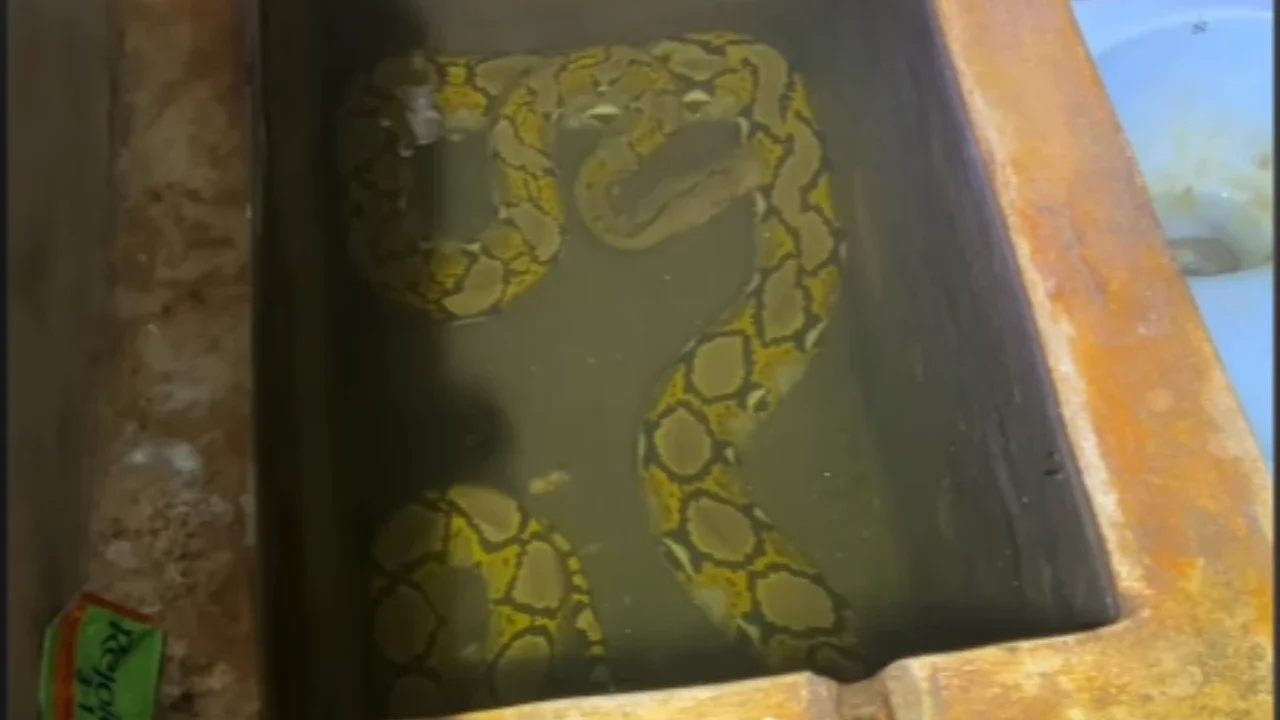 Merinding! Ular Jatuh dari Plafon ke Bak Mandi Warga, Damkar Bagikan 4 Tips Ampuh Cegah Teror Reptil di Rumah