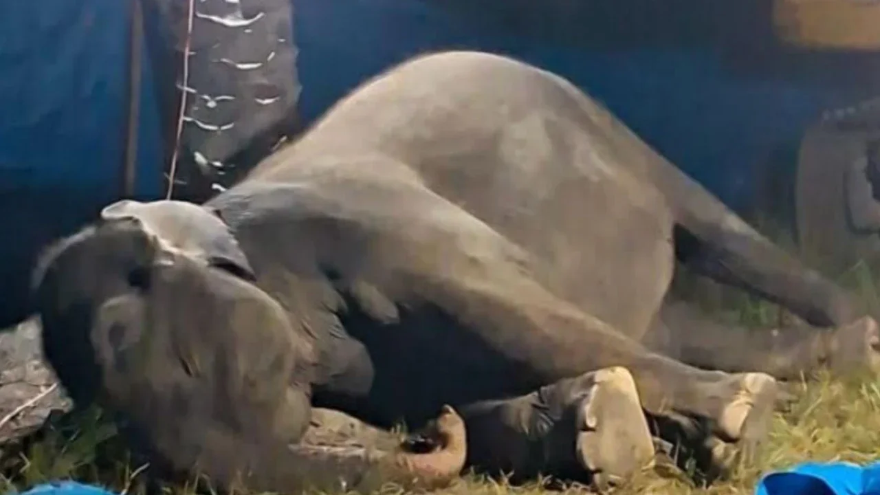 Seekor Gajah Sumatra Mati di Rahmat Zoo & Park Usai Jalani Perawatan Medis