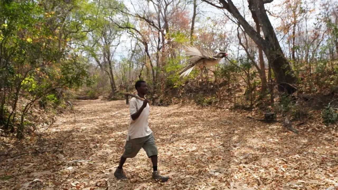 Kisah Unik Pemburu Madu dan Burung di Mozambik, Fenomena Langka Punya 'Bahasa Rahasia' yang Berbeda Tiap Desa