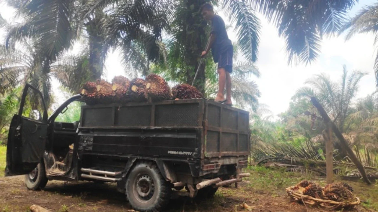 Progam Biodiesel Pangkas Impor Solar 3,3 Juta Kiloliter dan Hemat Devisa Rp140 Triliun