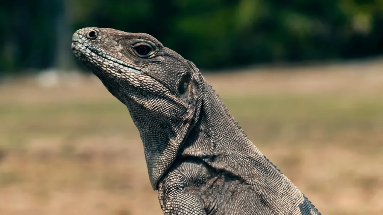 Arti Biawak Masuk Rumah Siang Hari