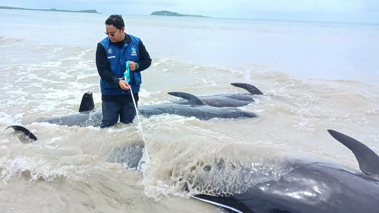 Petugas dari Kementerian Kelautan dan Perikanan Indonesia memeriksa kondisi paus pilot yang terdampar, baik yang hidup maupun yang mati, di Pantai Mbadokai di Deranitan, Nusa Tenggara Timur, Selasa (10/03/2026).