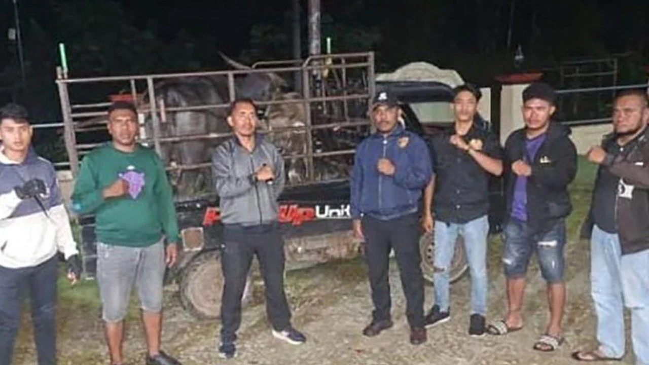 Berkat Data Kartu Tanda Pengenal Ternak, Dua Kerbau Warga Dicuri Orang Tak Dikenal Terungkap