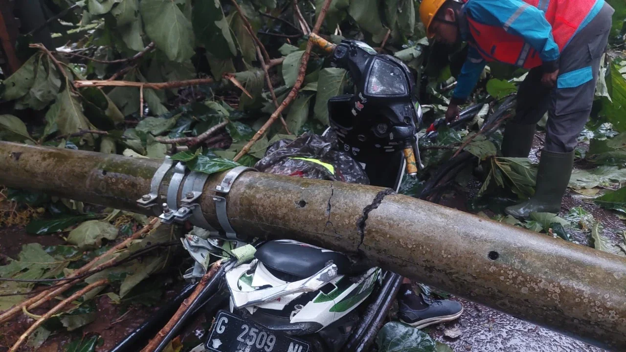 Viral Pohon Tumbang Tutup Jalan Pantura Batang