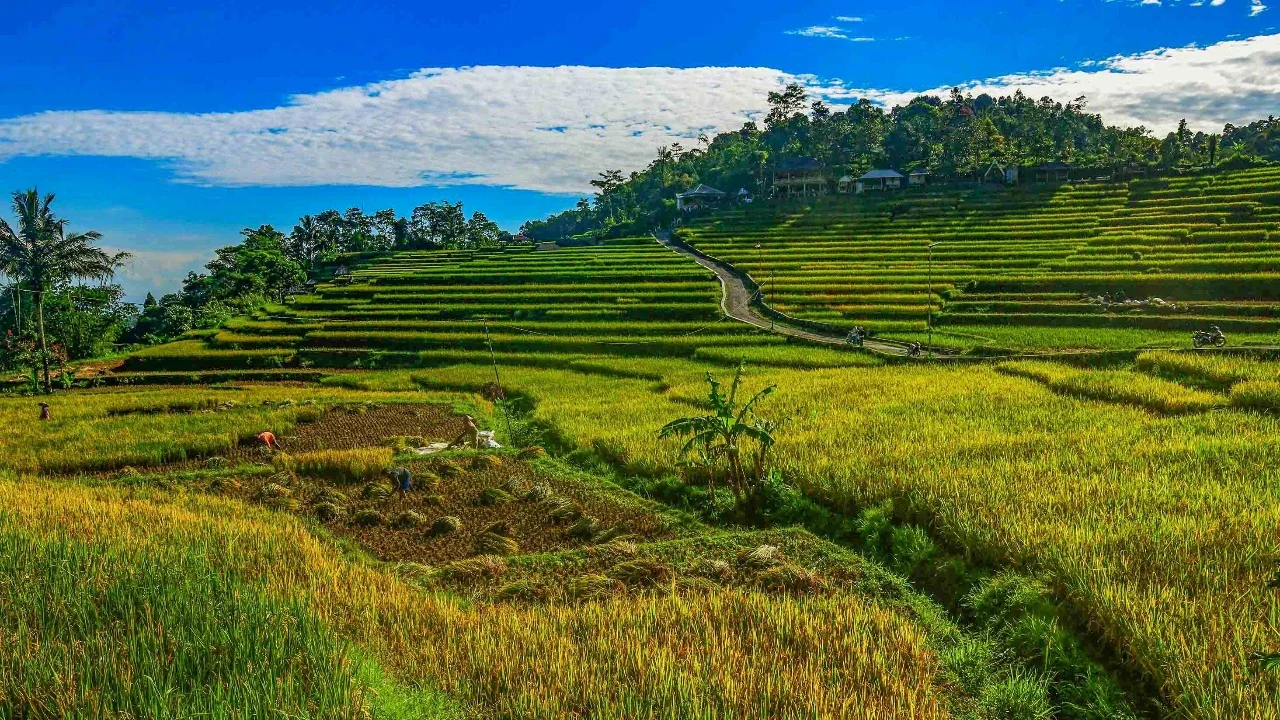 Petani memanen padi jenis Ciherang di Terasering Cisalada, Bogor, Minggu (12/04/2006).
