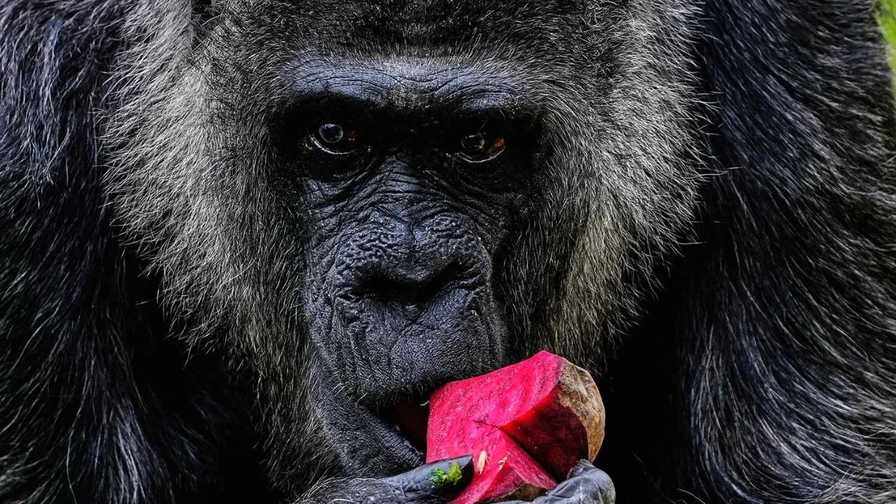 Fatou, gorila tertua di kebun binatang Berlin dan juga diyakini sebagai gorila tertua di dunia, makan sayuran untuk merayakan ulang tahunnya yang ke-69 di Berlin, Jerman, Senin (13/04/2026).