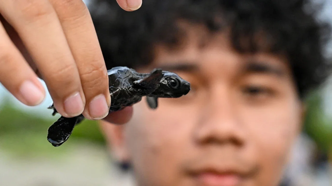 Seorang anak melepasliarkan anak penyu (tukik) jenis lekang (Lepidochelys olivacea) hasil penetasan di lembaga peduli lingkungan Yayasan Sadakata Lestari, di pantai wisata Alue Naga, Banda Aceh, Aceh, Selasa (14/4/2026).