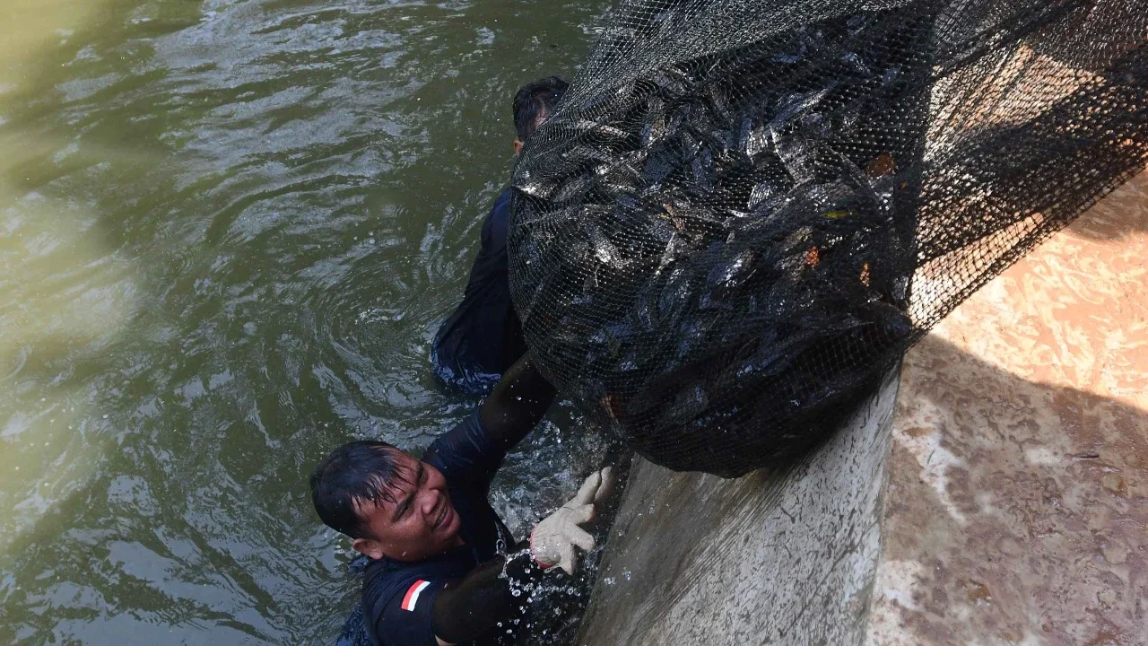 Petugas Sudin Ketahanan Pangan, Kelautan dan Pertanian Jakarta Selatan menangkap ikan sapu-sapu di kawasan Setu Babakan, Jakarta Selatan, Jumat (17/04/2026).