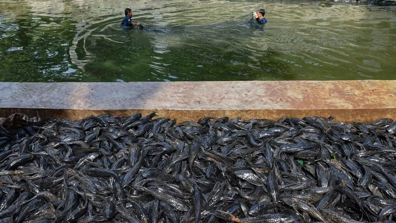 Tangkapan Ikan Sapu-Sapu di Jakarta Hari Ini Capai 6,98 Ton, Paling Banyak di Setu Babakan