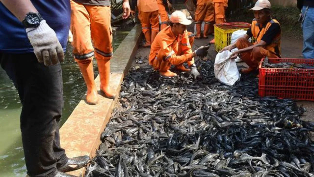 MUI Beri Catatan, Pemprov DKI Akui Sulit Basmi Ikan Sapu-sapu