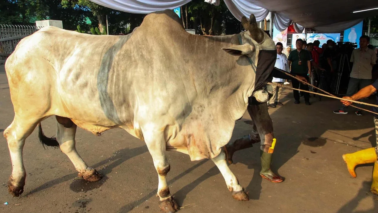 Petugas memotong daging hewan kurban di Masjid Istiqlal, Jakarta, Sabtu (070/6/2025)
