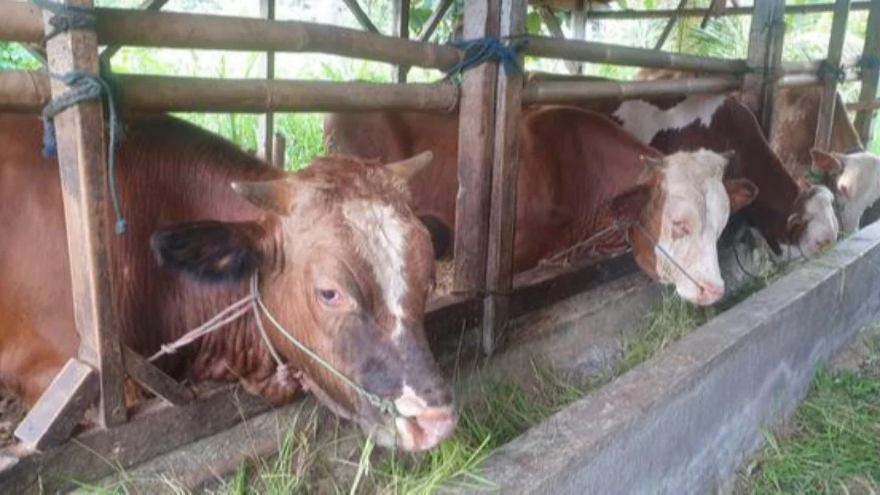 Pemerintah Naikkan Harga Sapi di Tingkat Produsen, Ini Alasannya