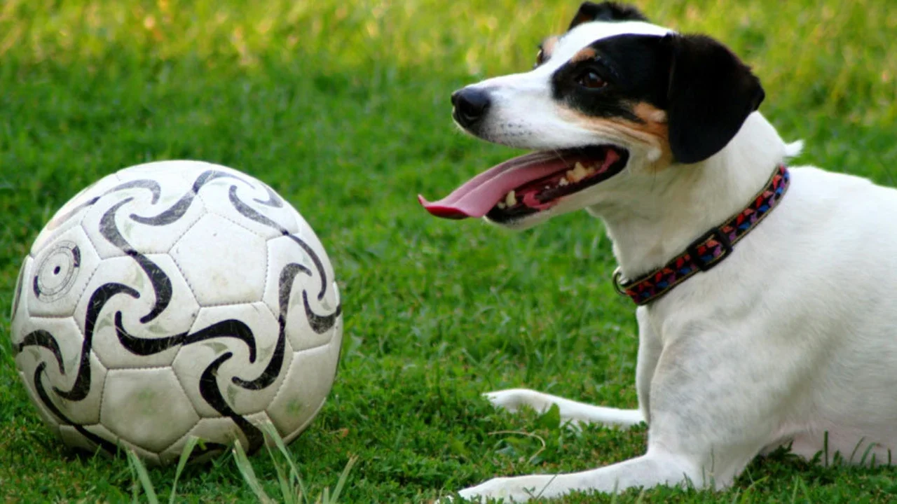 Mengerikan, 18 Warga di Buleleng Digigit Anjing yang Mengamuk dan Diduga Rabies