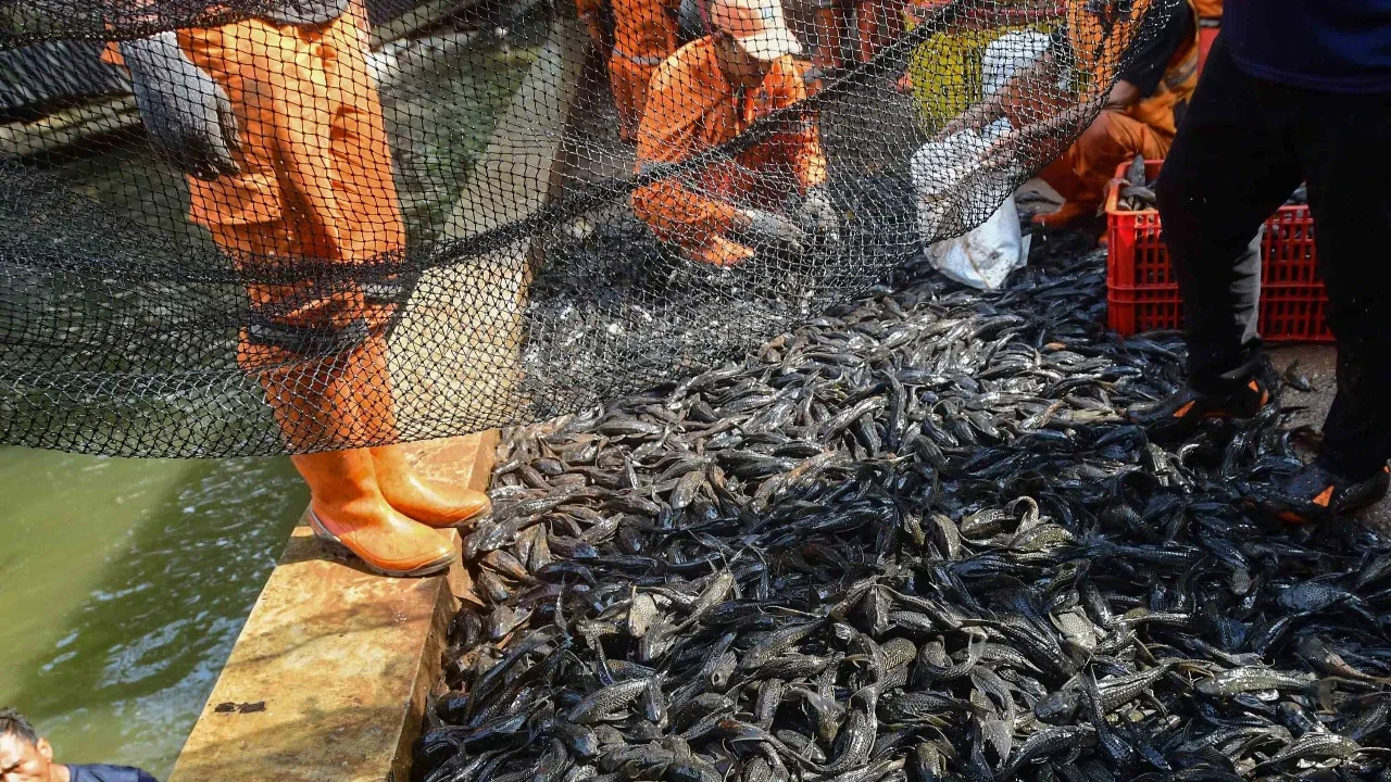 Waspada Siomay Olahan Ikan Sapu-Sapu, Ini Perbedaannya dengan Siomay Ikan Tenggiri