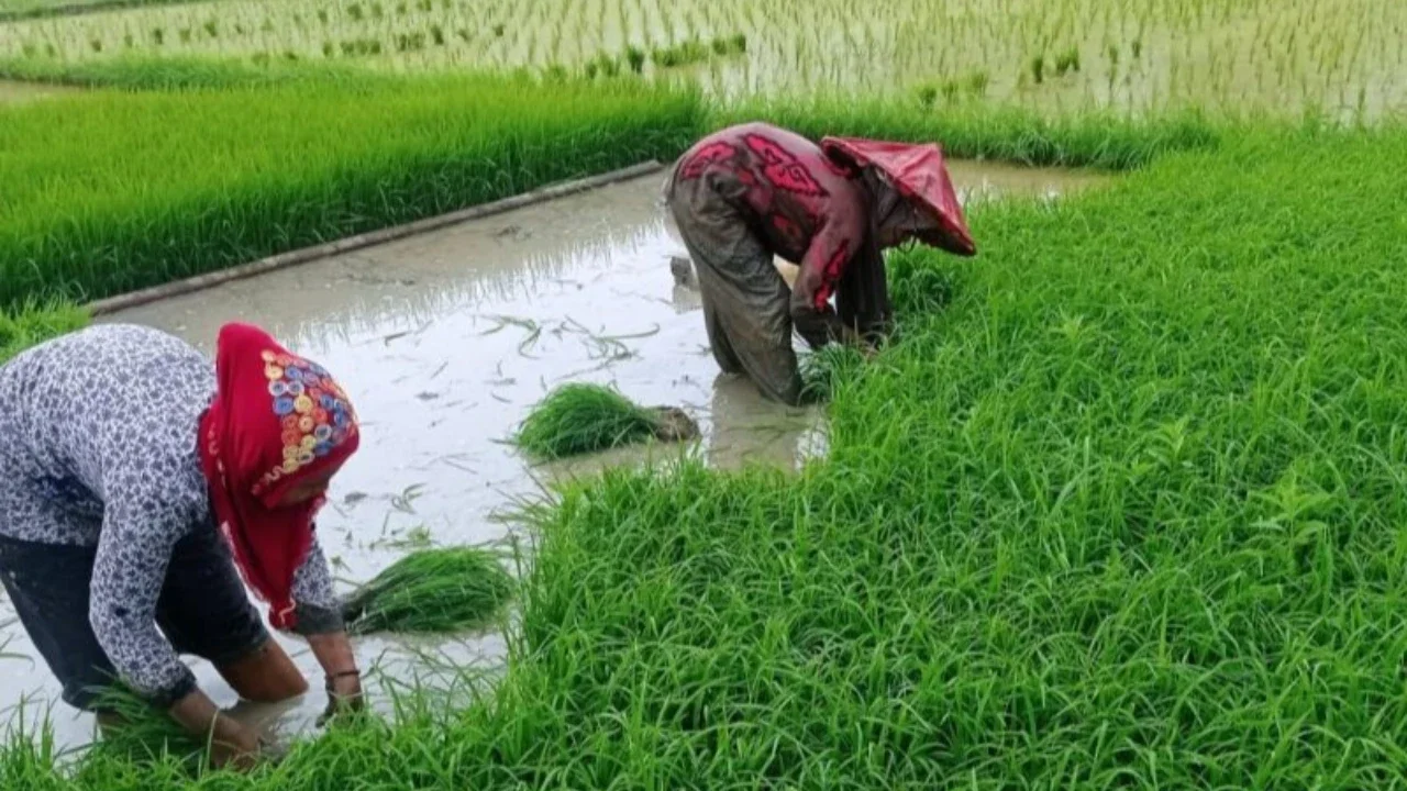 Penyeragaman Harga Beras Didukung, HKTI Jateng Ingatkan Kesejahteraan Petani
