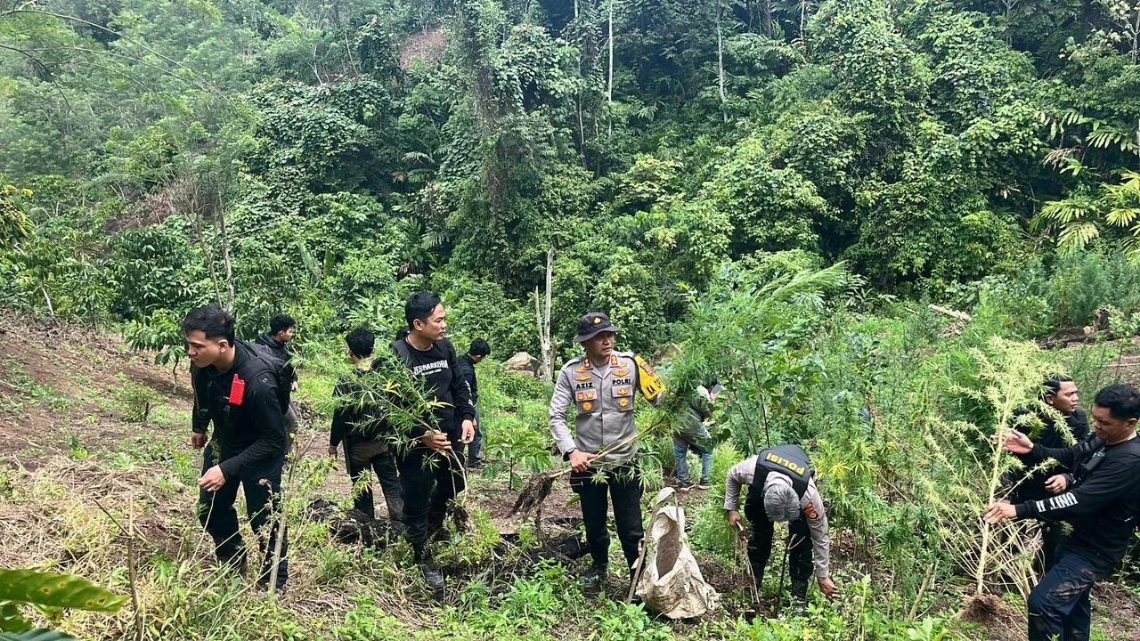 Petugas Polda Sumatera Selatan membongkar ladang Ganja seluas 20 hektar di Empat Lawang, Sumatera Selatan, Jumat (24/04/2026).