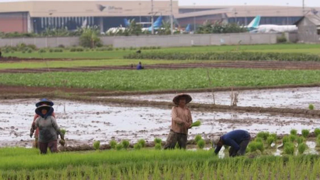 Nasib Pahit Oka dan Amad Harus Berhutang Lagi karena Gabahnya Digasak Maling